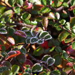 Listopadová námraza